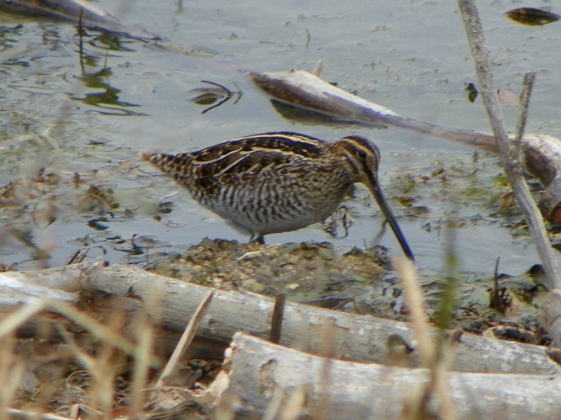 100_3532 (800x600).jpg - Wilson's Snipe, photo by Elaine Horton